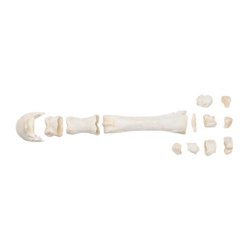Horse metacarpal bones, 1021067 [T30068], 골학