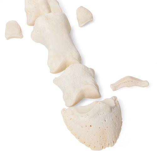 Horse metatarsal bones, 1021068 [T30069], 골학