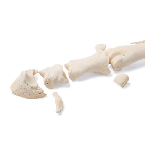 Horse metatarsal bones, 1021068 [T30069], 골학