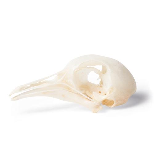 Pigeon Skull (Columba livia domestica), Specimen, 1020984 [T30071], 치과