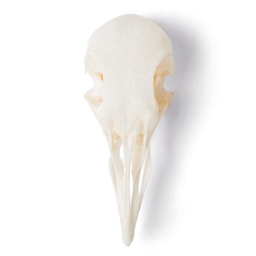 Pigeon Skull (Columba livia domestica), Specimen, 1020984 [T30071], 조류
