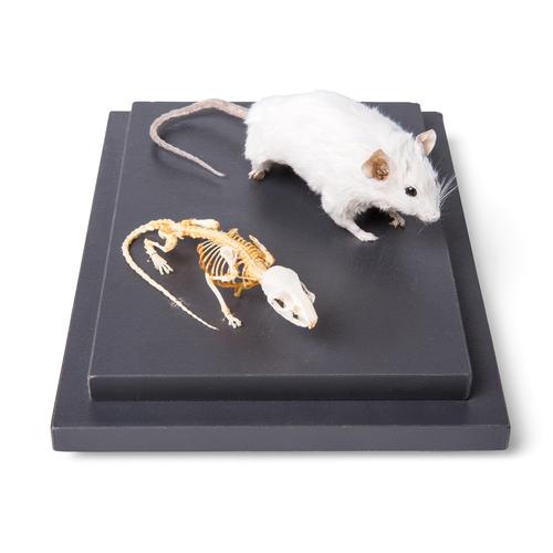 Mouse and Mouse Skeleton (Mus musculus) in Display Case, Specimens, 1021039 [T310011], 작은 동물