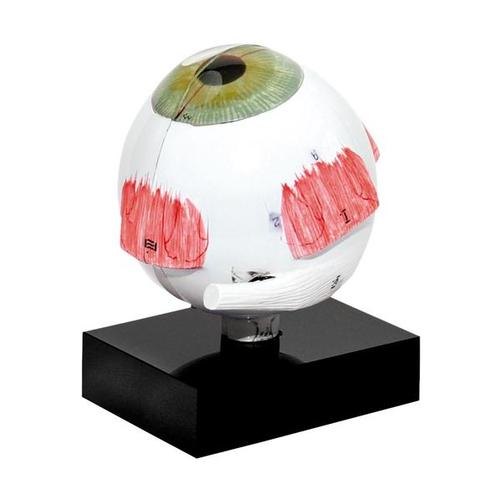 Model Eye for Ultrasonic Biometry, 1012869 [U10018], 초음파