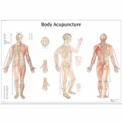 Body Acupuncture Chart, 4006730 [VR1820UU], 침술