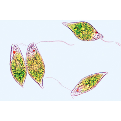 Protozoa - French Slides, 1003848 [W13001F], 현미경 슬라이드 LIEDER