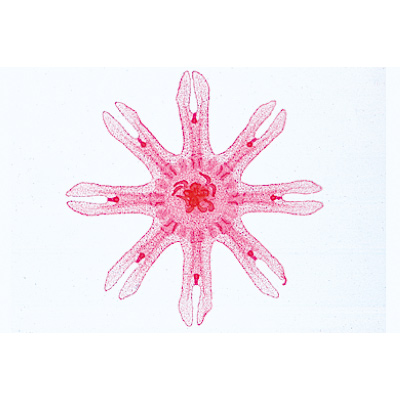 Coelenterata and Porifera - German Slides, 1003851 [W13002], 현미경 슬라이드 LIEDER