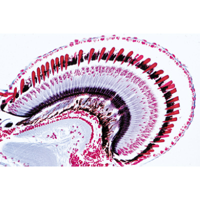 Crustacea - German Slides, 1003859 [W13004], 현미경 슬라이드 LIEDER
