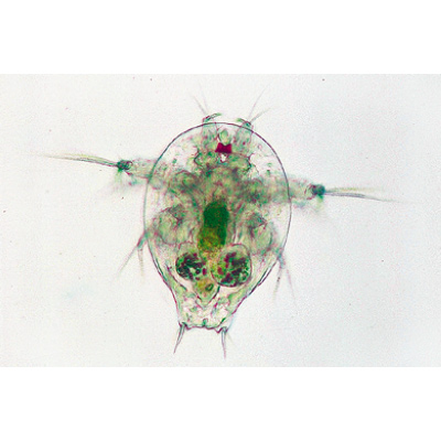 Crustacea - Portuguese Slides, 1003861 [W13004P], 현미경 슬라이드 LIEDER