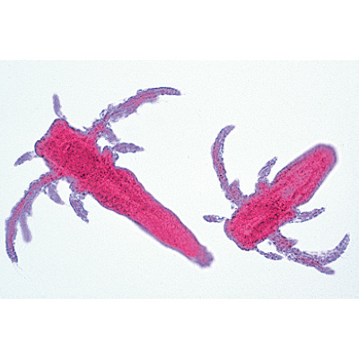 Crustacea - Portuguese Slides, 1003861 [W13004P], 현미경 슬라이드 LIEDER