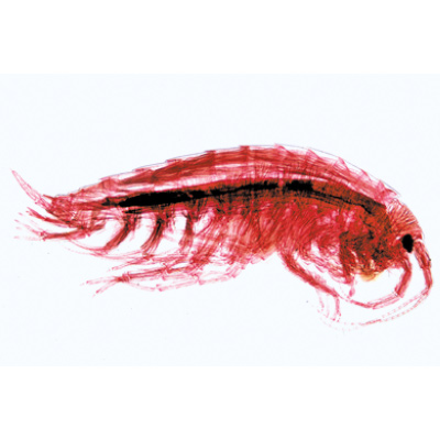 Crustacea - Spanish, 1003862 [W13004S], 현미경 슬라이드 LIEDER