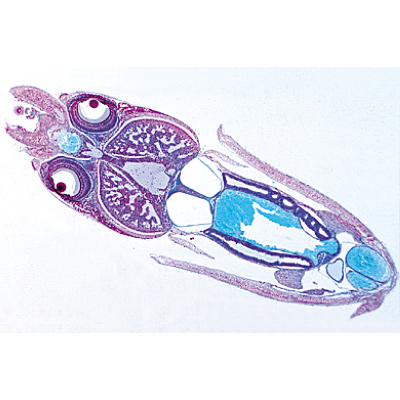 Mollusca - German Slides, 1003871 [W13007], 무척추동물