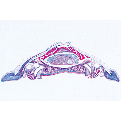 Mollusca - German Slides, 1003871 [W13007], 현미경 슬라이드 LIEDER