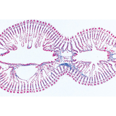 Mollusca - German Slides, 1003871 [W13007], 현미경 슬라이드 LIEDER