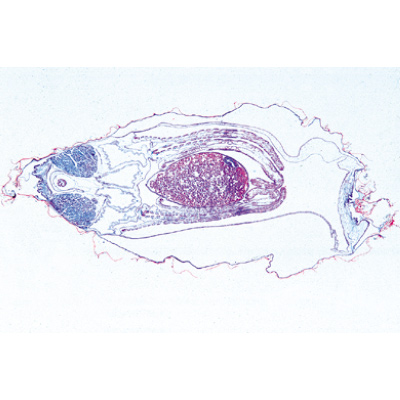 Mollusca - French, 1003872 [W13007F], 현미경 슬라이드 LIEDER
