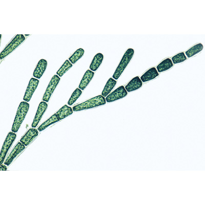 Algae - English Slides, 1003970 [W13041], 현미경 슬라이드 LIEDER