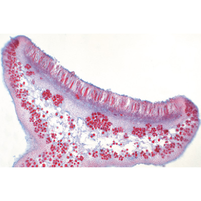 Fungi and Lichen - English Slides, 1003971 [W13042], 현미경 슬라이드 LIEDER
