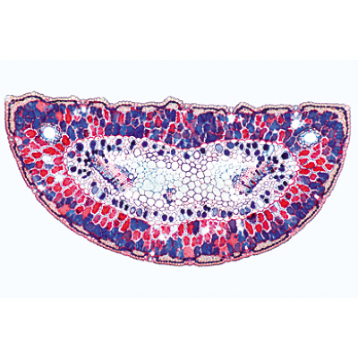 Angiospermae I. Gymnospermae - English Slides, 1003974 [W13045], 현미경 슬라이드 LIEDER