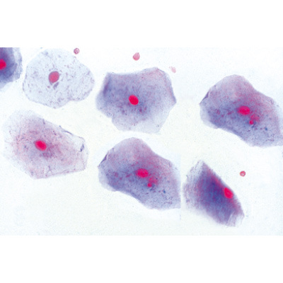The Animal Cell - English Slides, 1003981 [W13052], 현미경 슬라이드 LIEDER