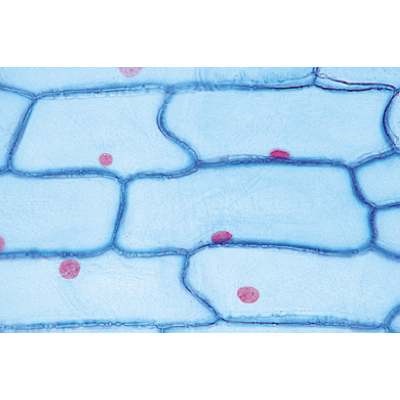 Plant cell - English Slides, 1003982 [W13053], 현미경 슬라이드 LIEDER