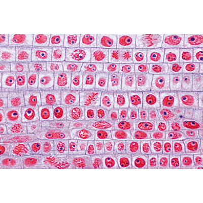Plant cell - English Slides, 1003982 [W13053], 현미경 슬라이드 LIEDER