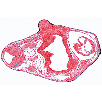 Frog Embryology (Rana) - English Slides, 1003985 [W13056], 현미경 슬라이드 LIEDER