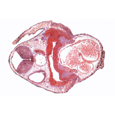 Frog Embryology (Rana) - English Slides, 1003985 [W13056], 현미경 슬라이드 LIEDER