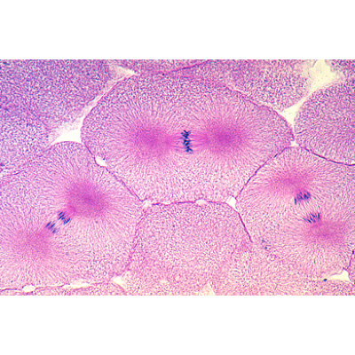 Mitosis and Meiosis Set II - French, 1013475 [W13081], 식물 세포