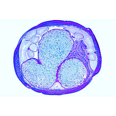 The Ascaris megalocephala Embryology - German, 1013478 [W13084], 기생충학