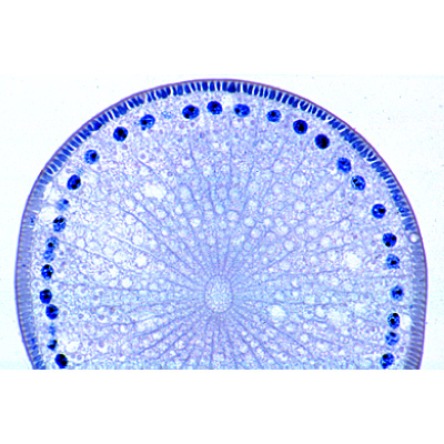 The Ascaris megalocephala Embryology - German, 1013478 [W13084], 미세 입자