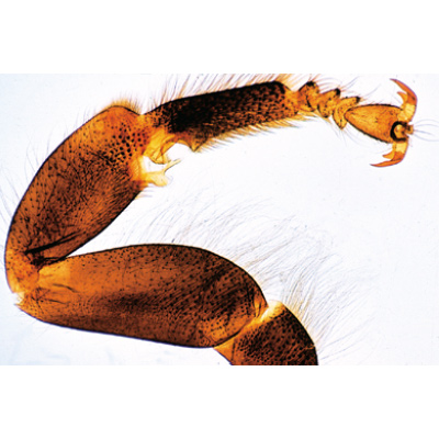 The Honey Bee (Apis mellifica) - German Slides, 1004210 [W13340], 무척추동물