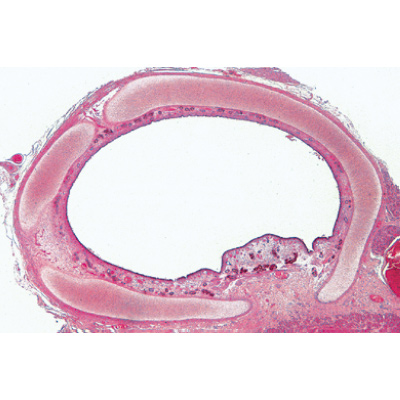 Histology of Mammalia, Elementary Set - English Slides, 1004231 [W13406], 미세 입자