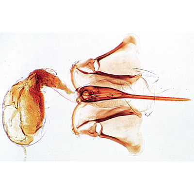 The Honey Bee (Apis mellifera) - English Slides, 1004265 [W13440], 현미경 슬라이드 LIEDER
