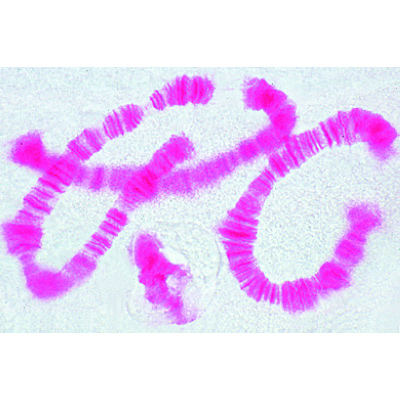 Mitosis and Meiosis Set I, 1013468 [W13456], 현미경 슬라이드 LIEDER