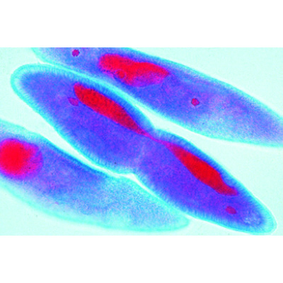 Mitosis and Meiosis Set II, 1013474 [W13457], 현미경 슬라이드 LIEDER
