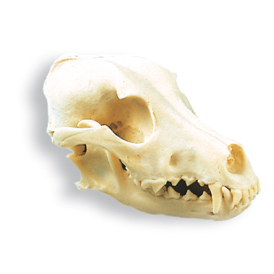 Dog Skull (Canis lupus familiaris), Replica, 1005104 [W19010], 치과