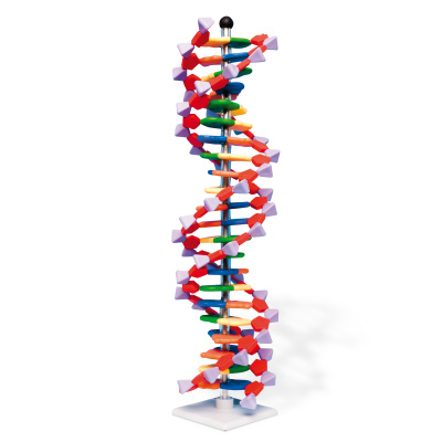 DNA Double Helix Model, 22 Segments, miniDNA® Kit, 1005297 [W19762], DNA 모델
