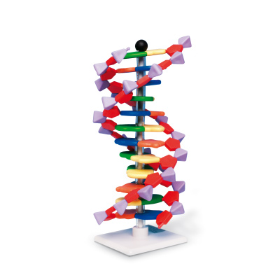 DNA Double Helix Model, 12 Segments, miniDNA® Kit, 1005298 [W19763], DNA 모형