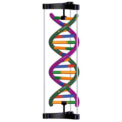 DNA Double Helix Model, Student Kit, 1005300 [W19780], DNA 모형