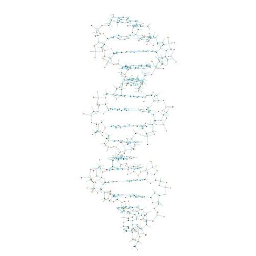 DNA Model, 1005301 [W19800], DNA 모델
