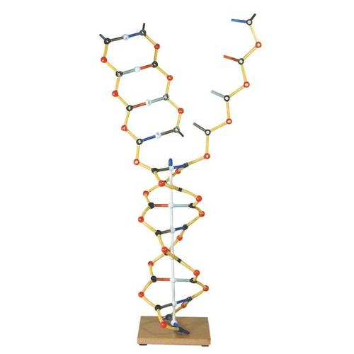 DNA - RNA, 1005302 [W19801], DNA 모델
