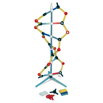 Orbit™ Small DNA, 1005317 [W19820], DNA 모형