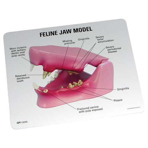 Feline Jaw Model, 1019589 [W33359], 동물 질병