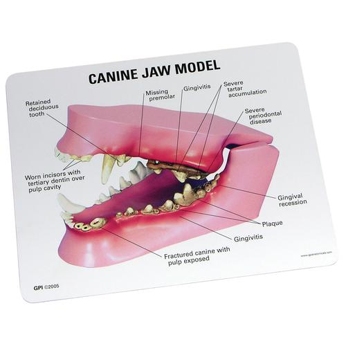 Canine Jaw Model, 1019591 [W33360], 동물 질병