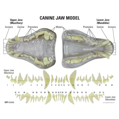 Canine Jaw Model-Clear, 1019592 [W33361], 동물 질병