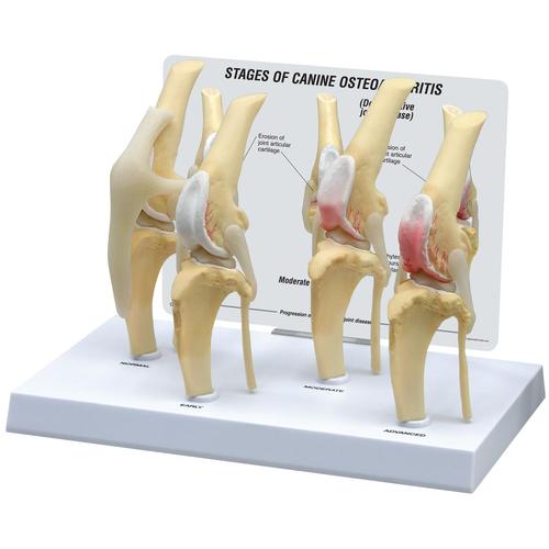 Canine Osteoarthritis Knee Model, Normal + 3 Conditions, 1019577 [W33373], 동물 질병