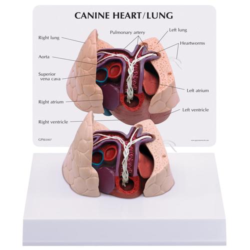 Canine Heart and Lung Model, 1019586 [W33376], 내과