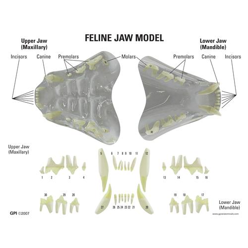 Feline Jaw- Clear Model, 1019590 [W33379], 동물 질병