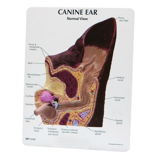 Canine Ear Model - Normal / Infected, 1019593 [W47850], 기생충학