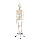 전신골격모형 “Feldi"
Skeleton Feldi A15/3S, the functional skeleton on a metal hanging stand with 5 casters, 1020180 [A15/3S], 실물 크기 골격 모형