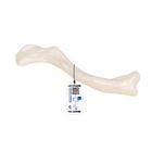 쇄골 모형 Human Clavicle Model - 3B Smart Anatomy, 1019376 [A45/5], 개별 뼈 모형